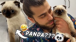 PANDA KEDİ EFE! 😂 ( En Komik Video Oldu! ) #TheVet