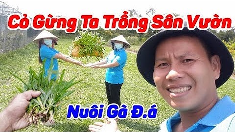 Siêu Thị Cây Cảnh | Cỏ Lá Gừng Ta Trồng Trang Trí & Nuôi Gà | Anh Hoa - Làng Hoa Trăm Tuổi (Vlog 88)