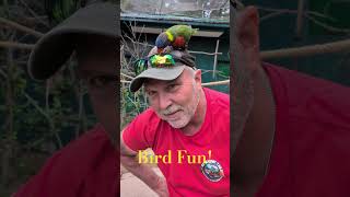 Absolute highlight of our zoo trip.🦜🦜#lorikeets #birds #louisville #zoo #rvtravel #shorts