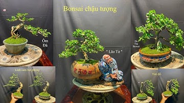 Video 756:Bonsai chậu tượng,du Tàu bonsai,sam hương ôm đá,linh sam dáng bạt phong