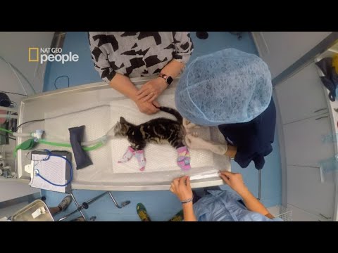 Wideo: 5 wskazówek dotyczących prawidłowego odżywiania dla Twojego kota w ciąży