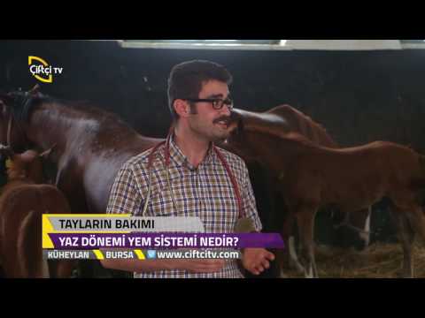 Video: Taylarda günəbaxan yetişdirmək olarmı – Qazanda günəbaxan əkmək üçün məsləhətlər