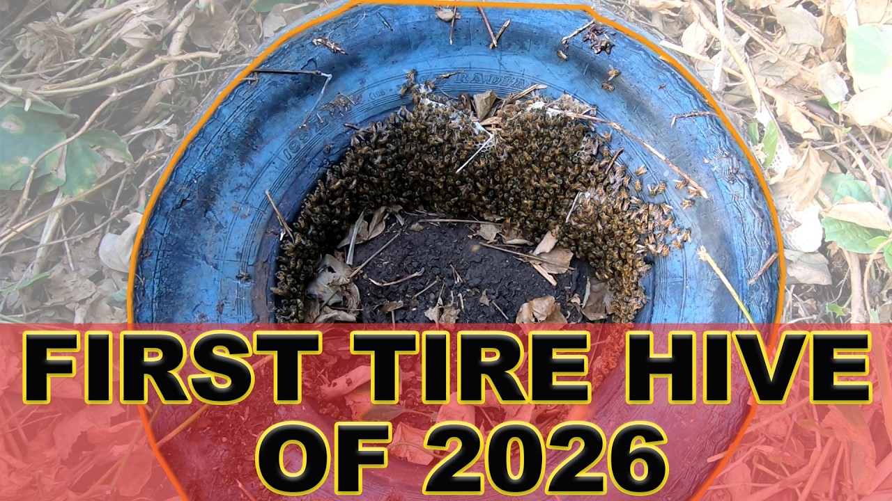 First wild Bee hive in tire for 2026