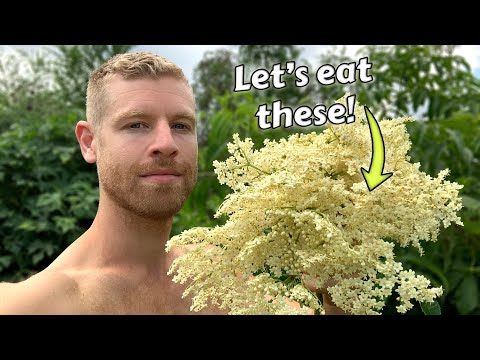 فيديو: هل زهور البلسان صالحة للأكل؟