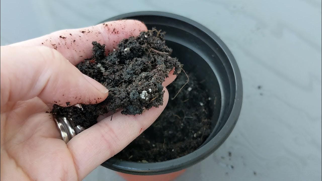 Pro Mix Potting Soil (Review) YouTube
