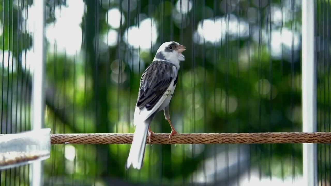 Ampuh Banget! Kenari Gacor Cuit Panjang Bikin Paud Emosi dan Ikutan Ngerol