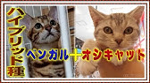 1 オシキャットのこまちです Youtube