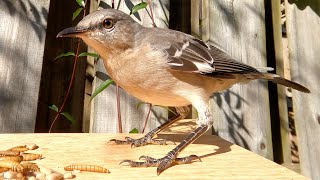 The Northern Mockingbird: A Master of Mimicry
