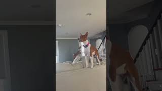 BASENJI YODEL | BASENJI SONG | BASENJI NOISES | Ragnar and Freya Scream | barking