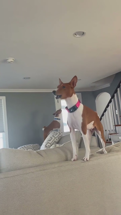 BASENJI YODEL | BASENJI SONG | BASENJI NOISES | Ragnar and Freya Scream | barking