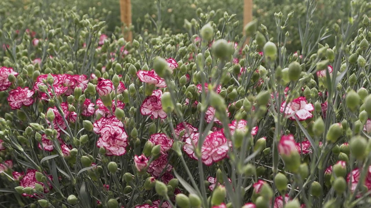sel ® ミニバカラ | カーネーション Cuttings | スプレー | Selecta