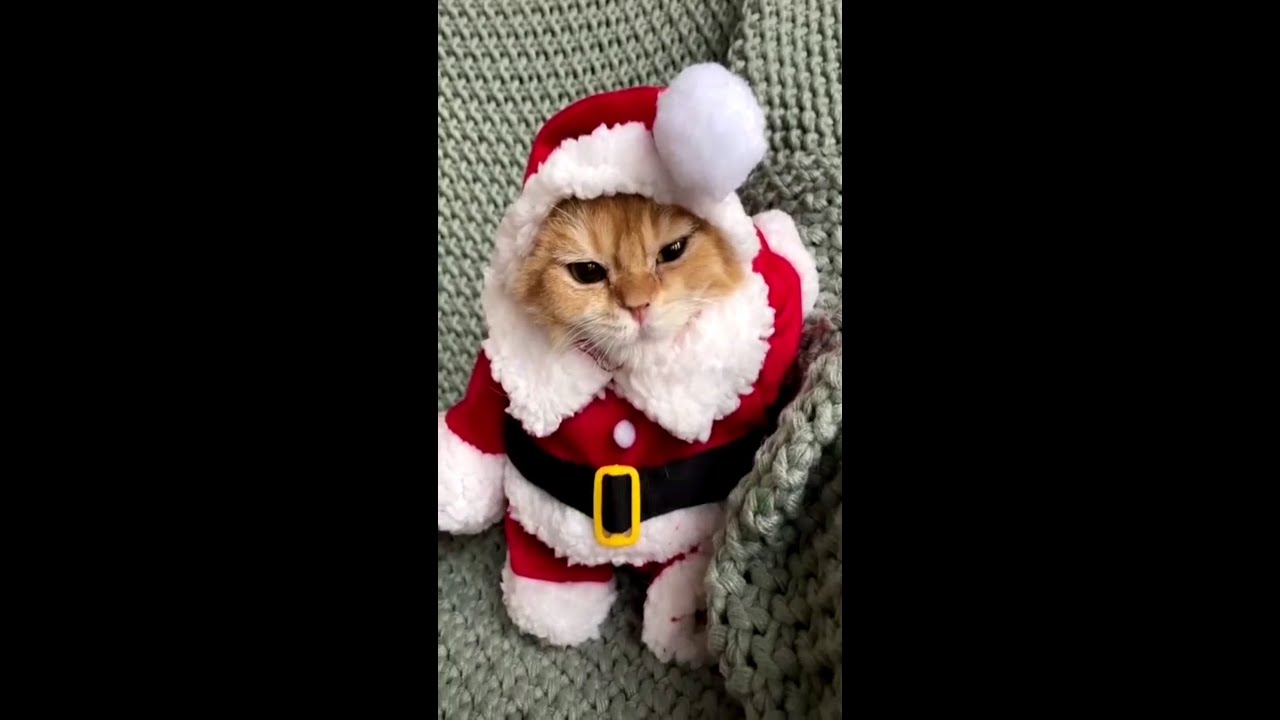 funny cat videos compilation 2021-christmas#19||Animal world22 - YouTube