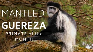 October PRIMATE of the MONTH: Mantled Guereza by Apes Like Us 2,998 views 3 years ago 2 minutes, 49 seconds