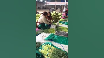 蔬菜捆扎 2   vegetable banding machine strapping machine