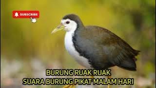 SUARA BURUNG RUAK RUAK, PAGI SIANG SORE MALAM !!! SANGAT AMPUH UNTUK PIKAT, BUKTIKAN SENDIRI !