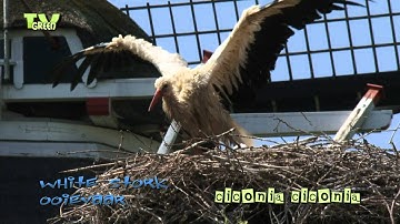 Ooievaars klepperend op nest  - White Stork - Ciconia ciconia