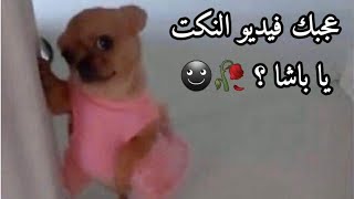 نكت تحشيشية ترفيهية مضحكة - تحدي الملل #54