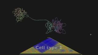 CSynth - Morphing between structures