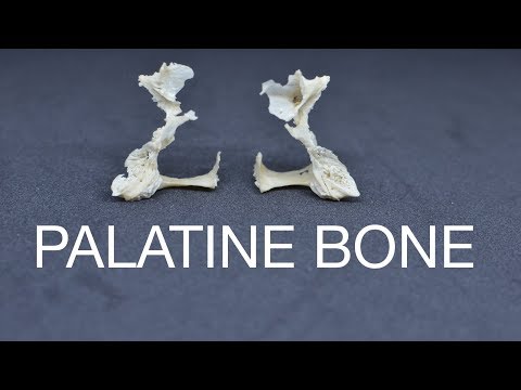 PALATINE BONE