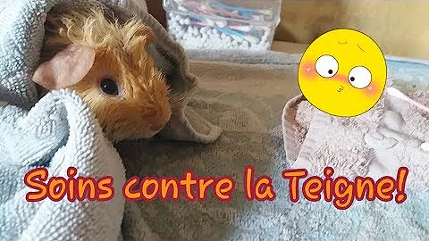 Comment un cochon d'Inde attrape la teigne ?