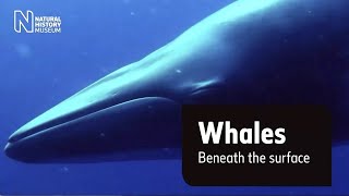 What can we learn from whales' earplugs? | Natural History Museum (Audio Described)