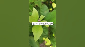 القرآن الكريم بصوت جميل #عبدالعزيز_سحيم #تلاوات_خاشعة #سورة_يوسف #اكسبلور #quran #لايك