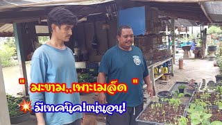 เพาะเมล็ดมะขาม กระบวนการ เพื่อเตรียมจัดรากให้รอบ