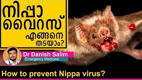 How to prevent Nipah Virus | നിപ്പാ വൈറസ് എങ്ങനെ തടയാം ? | Ethnic Health Court