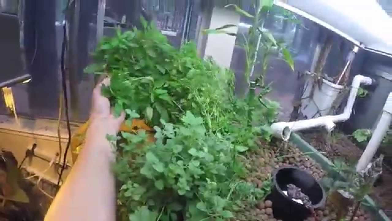 Aquaponics &amp; Outdoor Garden update July 30, 2015 - YouTube