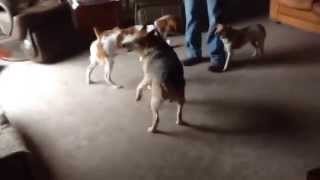 DeWilde Kingdom. Ginger, Cali, Skyler, Carson and Mary Romp Profile