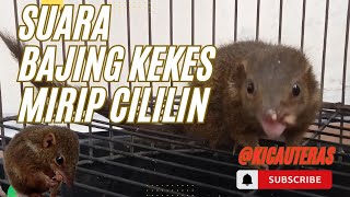 Suara bajing kekes rapat untuk masteran murai kacer, dll