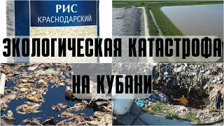 Экологическая катастрофа в Краснодарском крае Выращивание риса на мусорной свалке в Полтавской