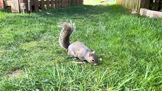 Squirrel IMG 7925