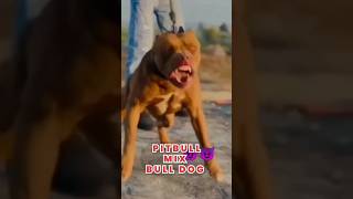 Pitbull Terrier Dog Mix Bull Dog 🥵🔥 #shorts #dog #dogs #crossbreed
