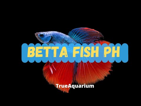 Betta Fish pH - How to Lower the pH of an Aquarium