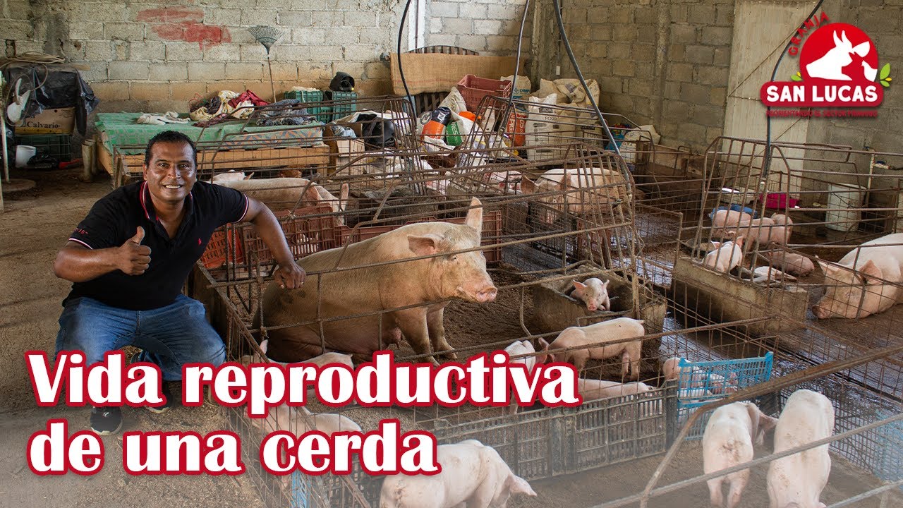 ¿A los cuántos partos debo reemplazar a mi cerda reproductora? | Granja San Lucas