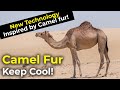 Camel Fur can keep cool! | New Technology inspired by camel fur!