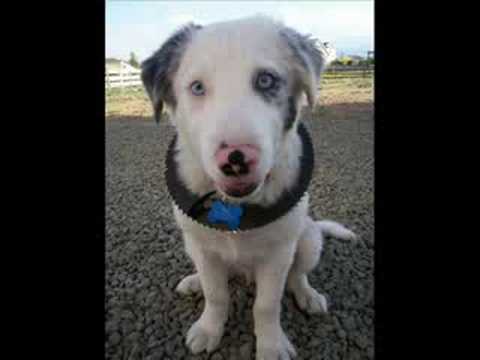 Baby Chase - Blue merle Border Collie