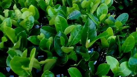 Bán Cây Giống Mít THÁI Siêu Sớm - Cây Mít Changai