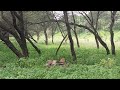leopard kill, hunting blue cow Jhalana forest Part-3