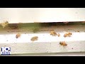 Bees can help investigators find a body research at virginias newest body farm