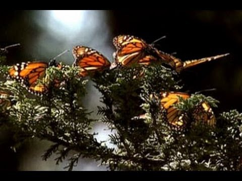 Video: Kupu-kupu raja: fitur perkembangan dan habitat