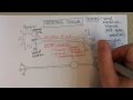 Neurons and Muscle Interactions in the Nervous System