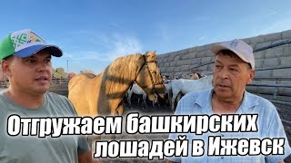 Продали башкирских лошадей в Ижевск/ КФХ Идиятуллин/ Один день из жизни фермера