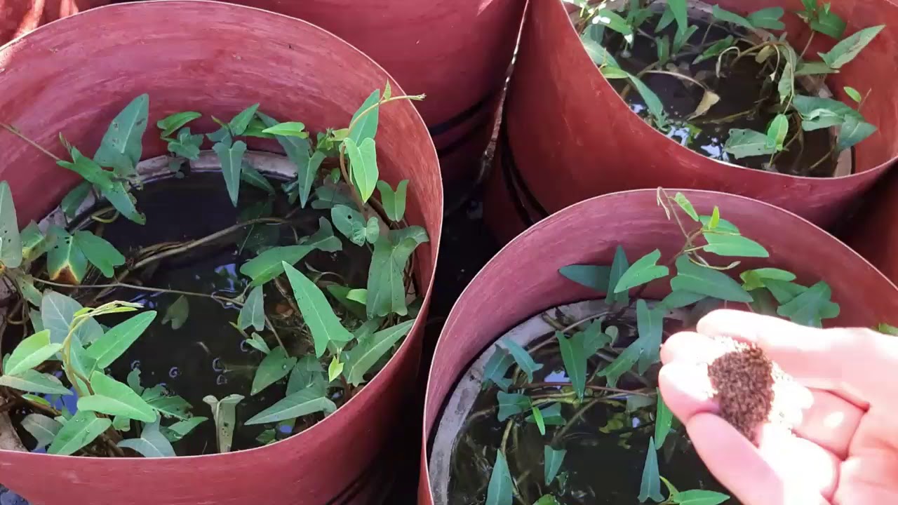 Ternak Lele dengan kolam sederhana  Pot  bunga  bekas YouTube