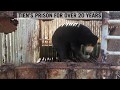 Sun bear rescued after 20 years in a cage as a vietnam theme park attraction