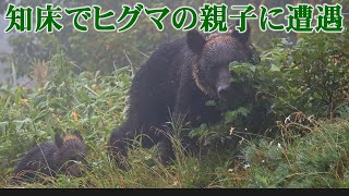 ヒグマの親子が目前に　知床は自然の宝庫　世界遺産から15年