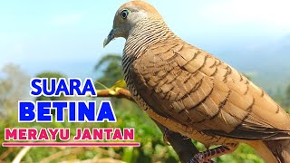 Download Lagu Suara Burung PERKUTUT BETINA Memanggil Jantan Agar Ikut Bunyi MP3 Download Lagu Suara Burung PERKUTUT BETINA Memanggil Jantan Agar Ikut Bunyi MP3
