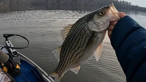 Unforgettable Striper Fishing Experience at Lake Anna