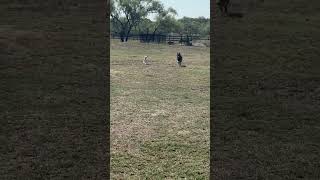 Harry Dutch Police Dog Championship Compeor Gets Smoked By Jack Russell For The Ball